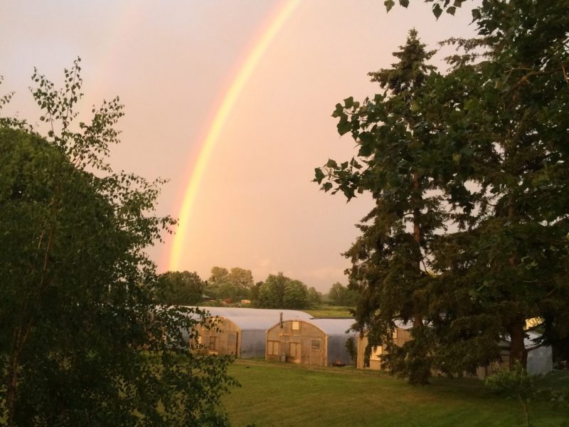 COLOR_Greenhouse_rainbow_hedlin